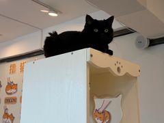 -有喵·猫咖·狗咖·30几只猫10只小狗(岗厦店)