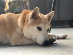 -柴犬高等学院·狗咖·柴犬售卖·宠物训练