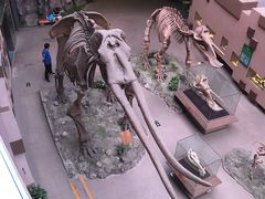 -陕西自然博物馆