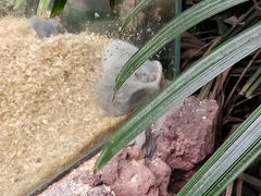 -呀路古热带植物园