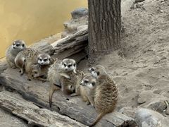 -北京野生动物园