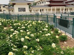 -曹州百花园