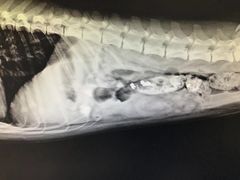 -辛巴宠物医疗中心·骨科·内分泌专科·心肾专科(亭林公园店)