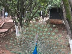 -昆明动物园
