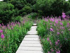 -白草畔自然风景区