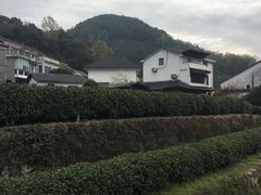 -龙井村