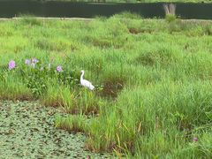 -腾冲北海湿地