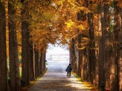 -上海滨江森林公园