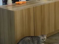-小呆的宠物店·宠物售卖·宠物寄养(城西店)