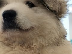 -Let's go狗咖·猫咖·奶狗·桌游(春熙路IFS店)