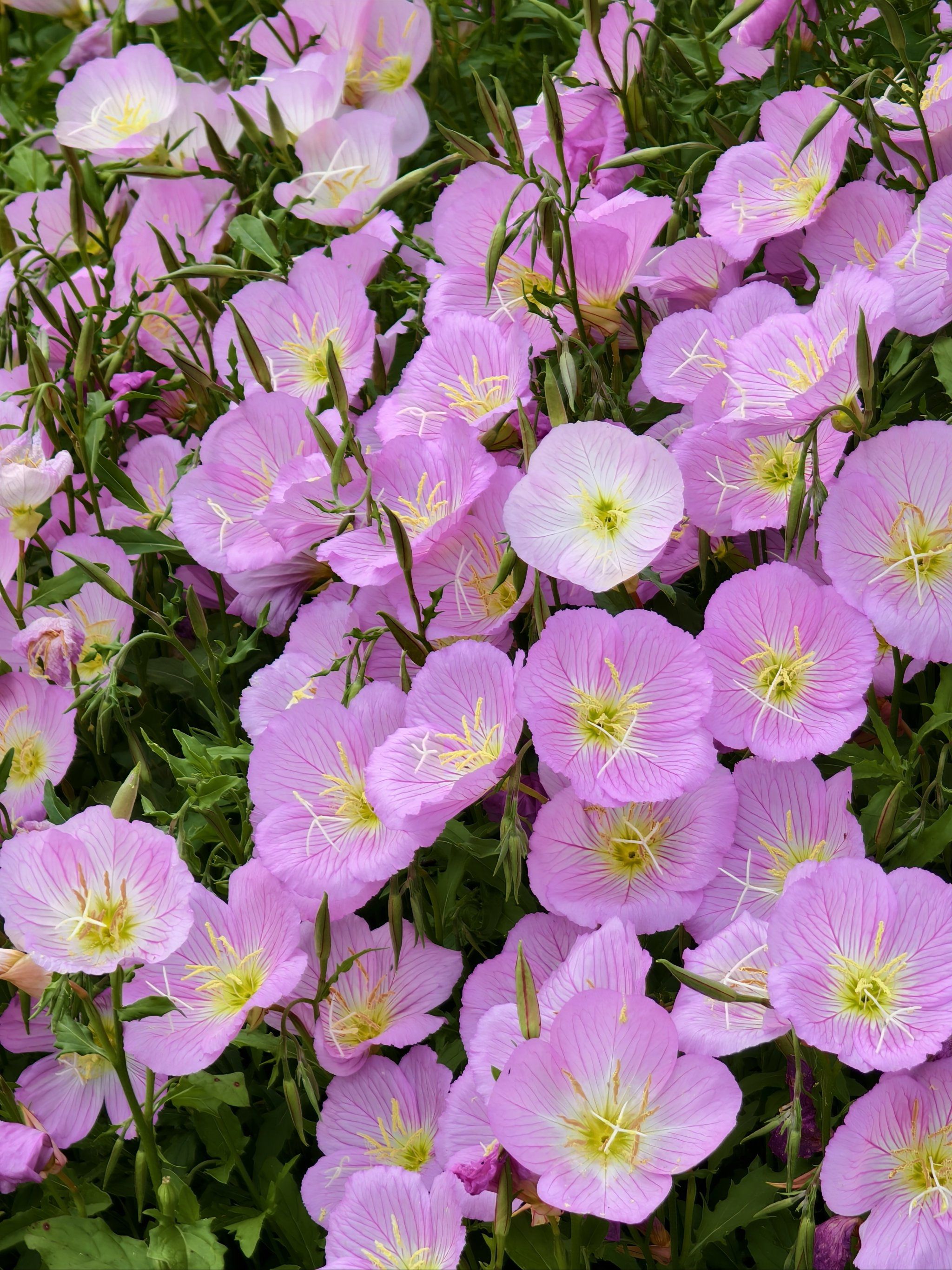 来拍美丽月见草