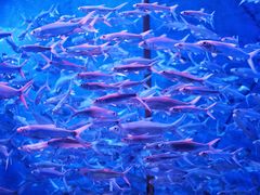 -成都浩海立方海洋公园