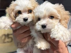 -翊宠yipet猫狗购宠庄园犬舍•猫舍