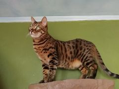 -猫猫幼稚园·撸猫·桌游·电玩