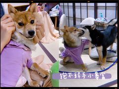 -逗柴咖啡屋·狗咖猫咖宠物桌游