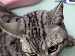 -宠福鑫康馨动物医院·骨科·眼科