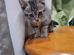 -宠物星动物医院·眼科·异宠·猫科(江南大道总院)