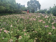 -观澜山水田园