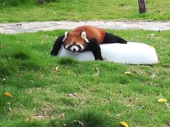 -灵玲国际马戏城