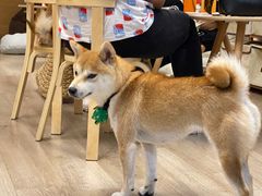 -柴迷FANS CLUB·柴犬狗咖·猫咖