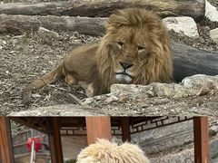 -栾川竹海野生动物园