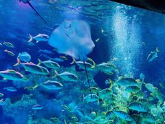 -芜湖新华联大白鲸海洋公园