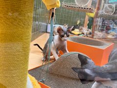 -帕帕拉兹宠物(亚洲旗舰店)