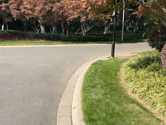 -青枫公园