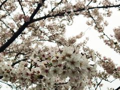-高东镇樱花园