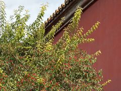 -北京市劳动人民文化宫(太庙)