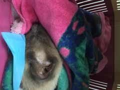 iphone_upload_pic-纳吉亚猫专科动物诊疗中心(蒋宅口分院)