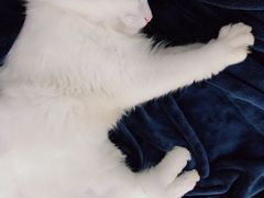 -十年猫舍·猫咪专门店(普陀店)