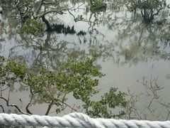 -北海金海湾红树林生态旅游区