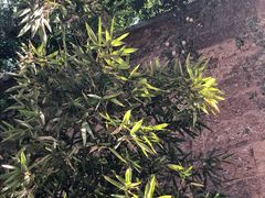 -西安华清御汤酒店