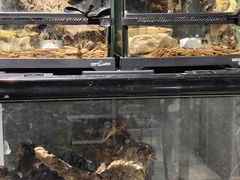 -酷以爬仙阁实体爬宠店·守宫·蜥蜴·专业繁育