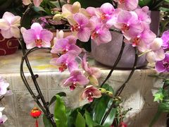 -双季花艺园艺市场(浦东店)