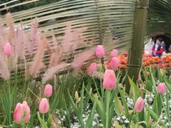-深圳仙湖植物园
