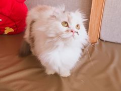 -MOYOYO猫咪咖啡店