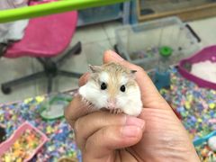 -钓仓鼠(洋桥北里小区店)