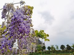 -荷兰花海
