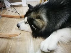 -李小姐の猫咖啡馆(五角场店)