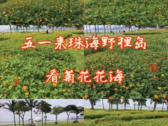 -野狸岛