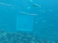 -海棠湾洲际-涛·海底餐厅·美人鱼·自助餐·海底隧道