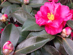 iphone_upload_pic-上海崇明金茂凯悦酒店