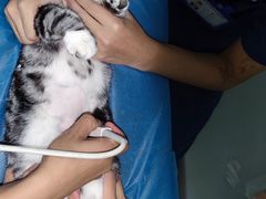 -中农国际动物医院24小时·猫科·骨科·急重症中心