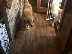 -百好乐宠物友好餐厅(朝外大街店)