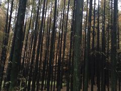 -山王坪喀斯特国家生态公园