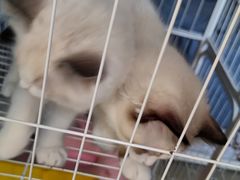 -爱侣·安琦尔宠物医院·中兽医针灸·心内科·狂犬免疫点(宝山区院)