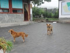 -北京鹫峰国家森林公园