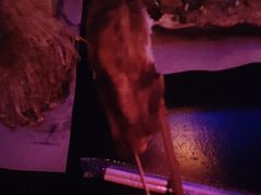 -夜火烤摊·东北烧烤酒场·老杨小黄鱼
